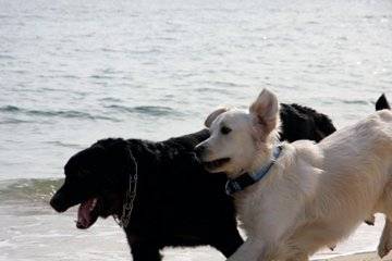 Queenie, Golden retriever et Milk, Bauceron - Golden Retriever