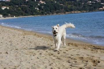 Queenie, Golden retriever - Golden Retriever