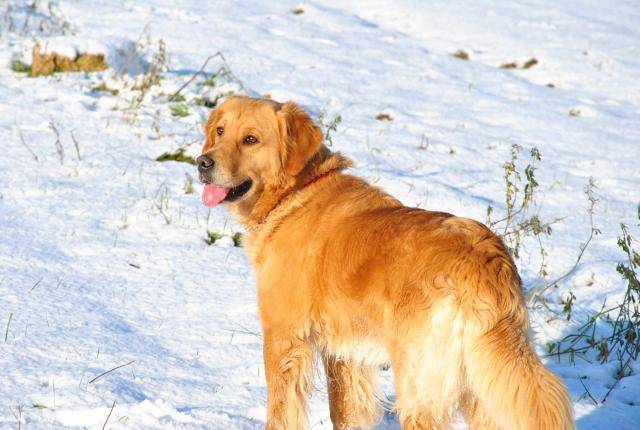 golden retriever - Golden Retriever