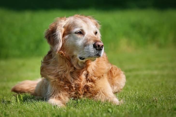 Photo Golden Retriever