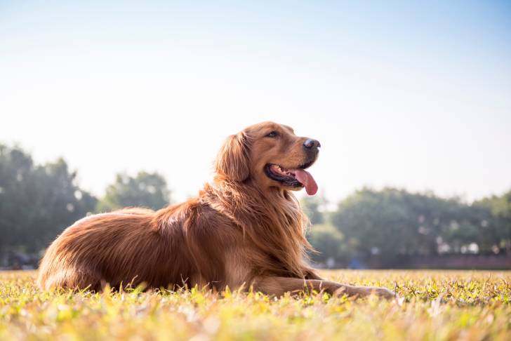 Photo Golden Retriever