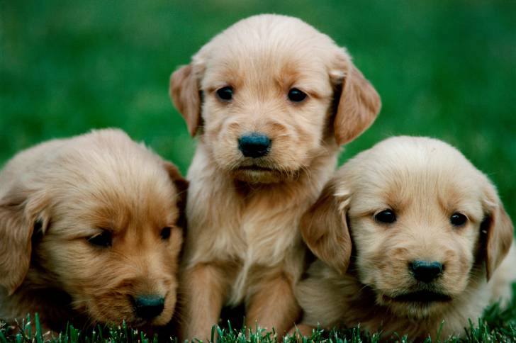 Des chiots Golden Retrievers ensemble devant l'objectif