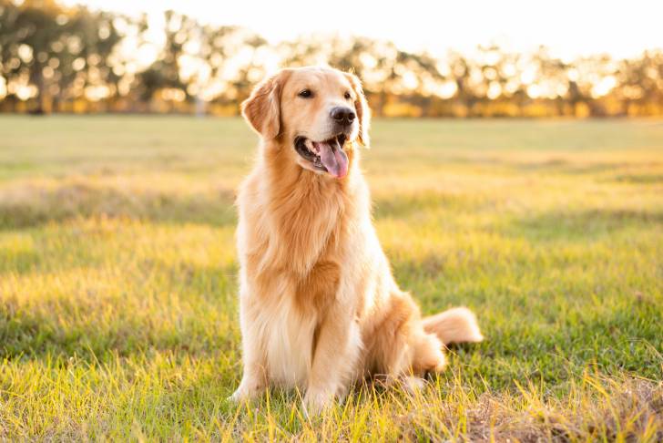 Un Golden Retriever assis au milieu d'un terrain de campagne