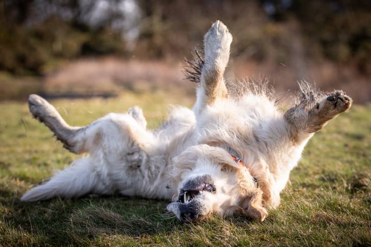 Un Golden Retriever se roule dans l'herbe