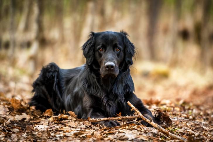 Un Golden Retriever noir allongé dans des bois
