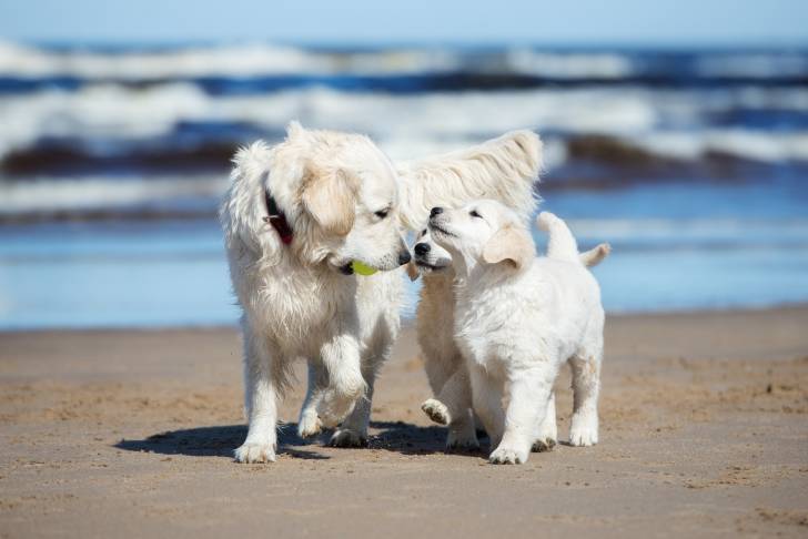 Deux Golden Retrievers qui se promènent au bord de la plage