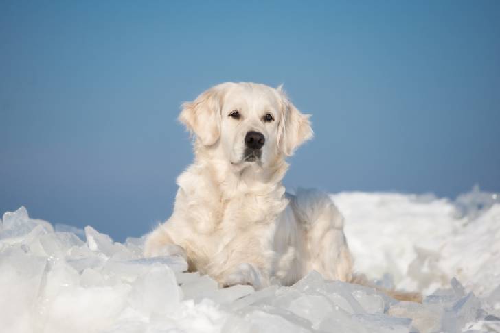 Photo Golden Retriever