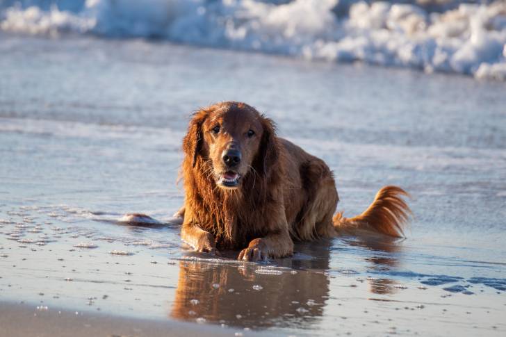 Photo Golden Retriever