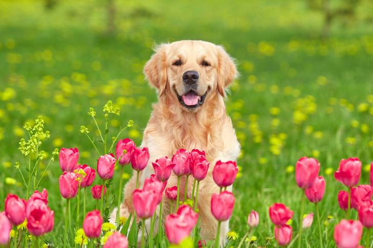 Un Golden Retriever assis derrière des coquelicots 