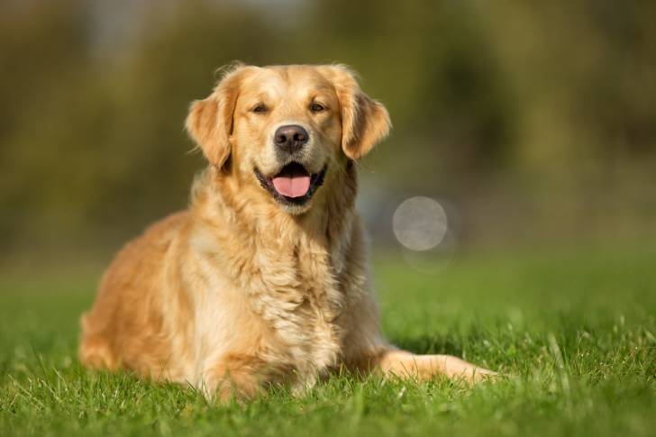 Un Golden Retriever heureux allongé dans l'herbe