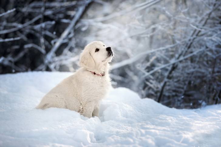 Un Golden Retriever assis dans la neige