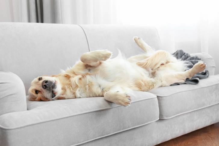Un Golden Retriever allongé sur un canapé gris