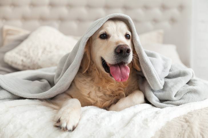 Un Golden Retriever allongé sur un lit et caché sous un plaid