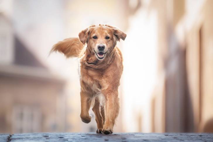 Photo Golden Retriever