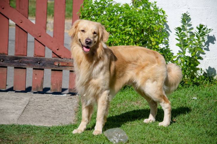 Photo Golden Retriever