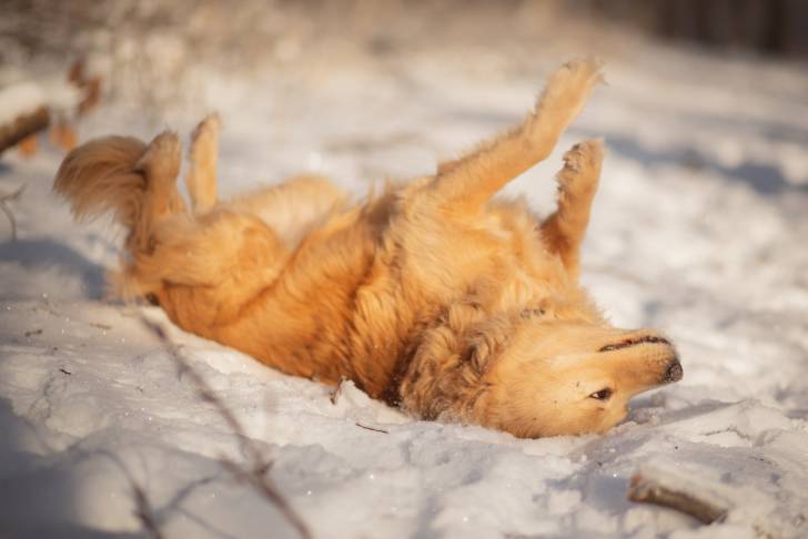 Photo Golden Retriever