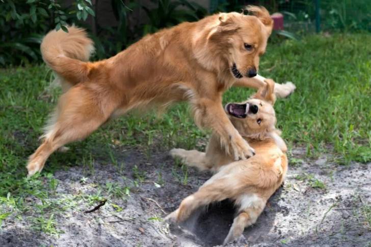 Un Golden Retriever se battant avec un autre chien