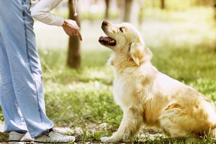 Un Golden Retriever assis et semblant  suivre les instructions d'une personne