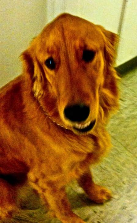 Budwin - Golden Retriever Mâle (3 ans)