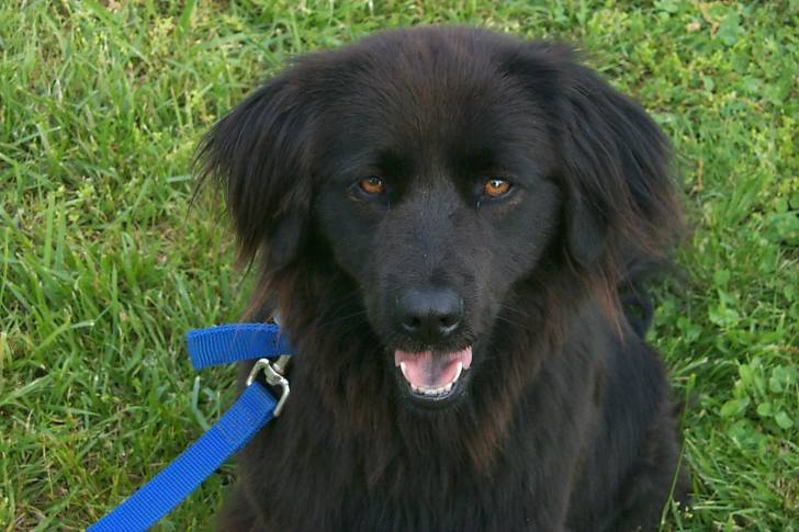 Anna - Golden Retriever (Autre)