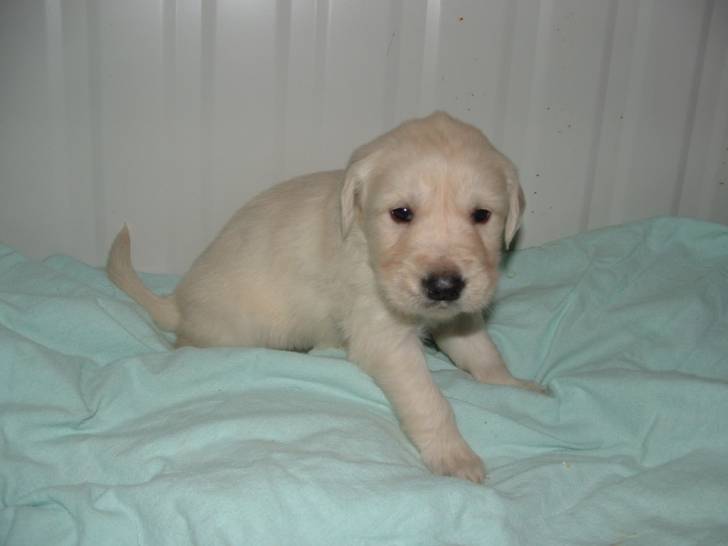 Enza - Golden Retriever (2 ans)