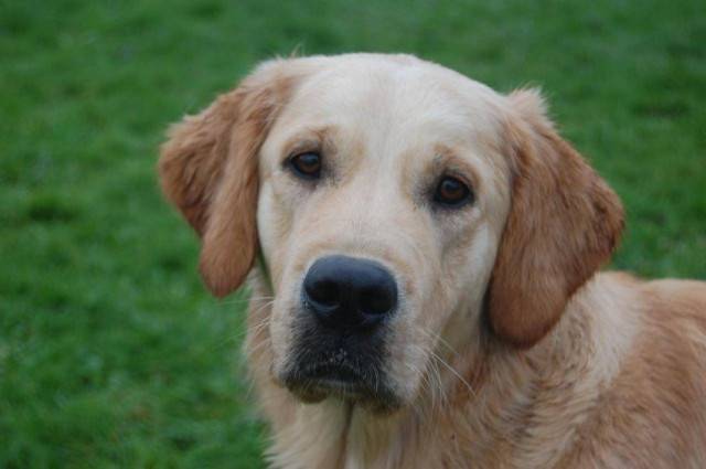 Chelsea - Golden Retriever (1 an)