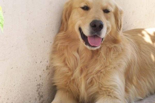 Pancho - Golden Retriever Mâle (3 ans)