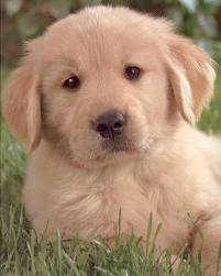 Pancho - Golden Retriever Mâle (4 mois)