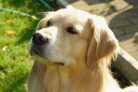 Pancho - Golden Retriever Mâle (3 ans)