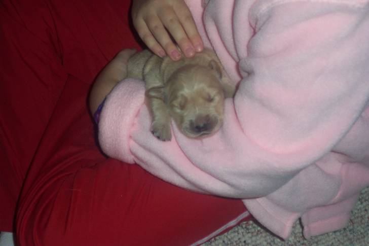 Pup! - Golden Retriever