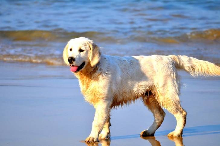 Nash - Golden Retriever Mâle (7 mois)