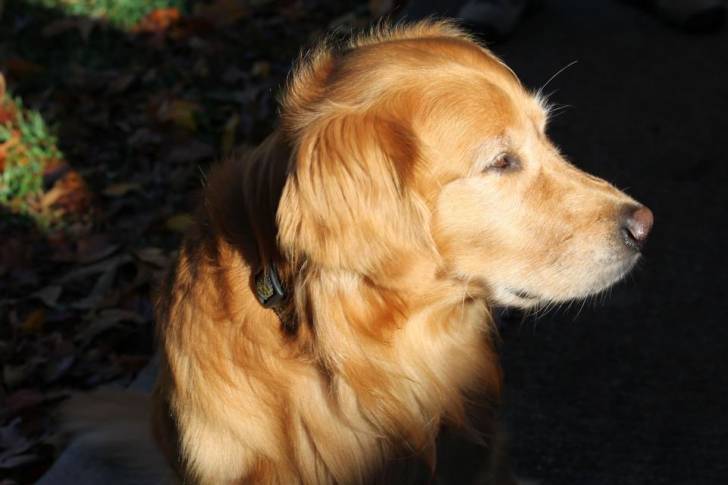 Theoden - Golden Retriever Mâle (6 ans)