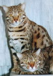 Bengal - Bengal