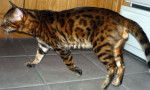 Bengal - Bengal Mâle