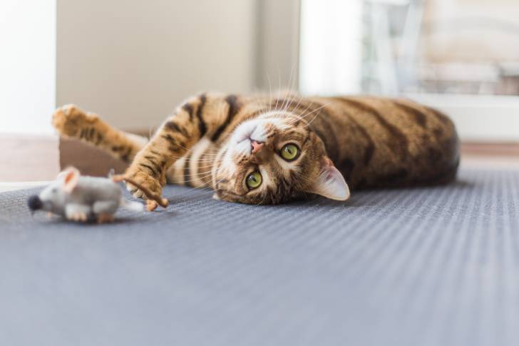 Un Bengal allongé sur un tapis avec une fausse souris
