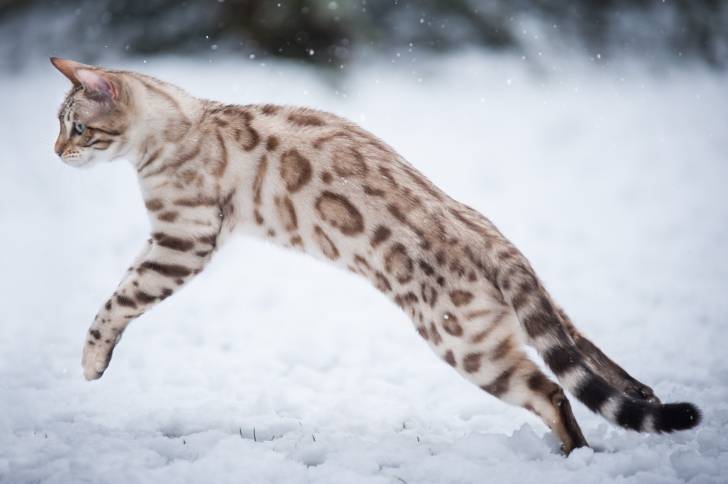 Un Bengal en train de bondir dans la neige