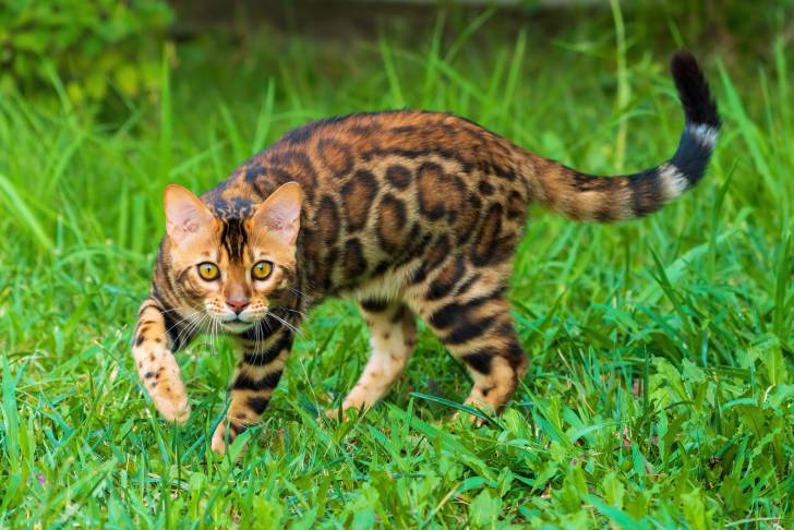 Un Bengal dans l'herbe