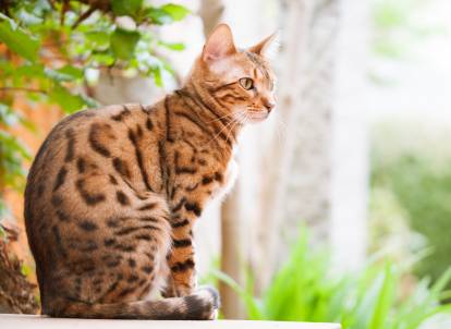 Un chat Bengal assis au soleil