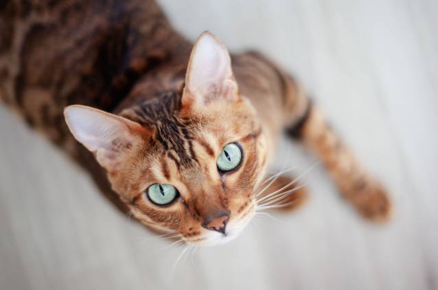 chat sens