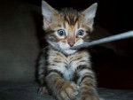 Chatons Bengal - Bengal