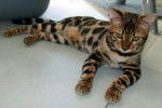 Osiris Mariebengal - Bengal (6 mois)