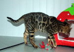 Photo Bengal Femelle (6 mois)