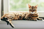 Un Bengal allongé sur un appui de fenêtre