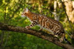 Un Bengal en train de marcher sur une branche