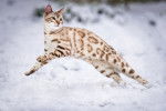 Un magnifique chat Bengal blanc avec des rosettes joue dans la neige