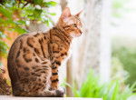 Un chat Bengal assis au soleil