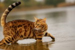 Photo Bengal Femelle