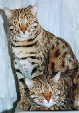 Bengal - Bengal