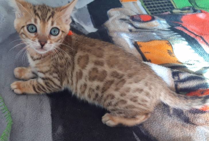 Pukhet - Bengal Femelle (3 mois)