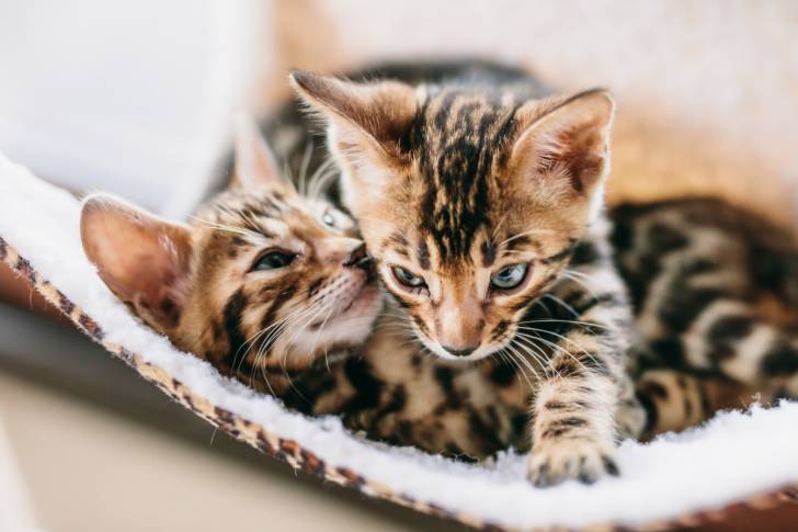 Des chatons Bengals en train de jouer 